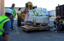 У США знайшли вцілілий череп 15-річного тиранозавра