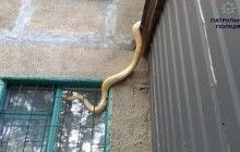 У Полтаві пітон з вікна виліз із квартири, поки хазяїн поїхав у відрядження (фото)