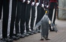 Пінгвін став бригадним генералом Королівської гвардії Норвегії (фото)