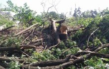 Частину Голосіївського парку знищили заради заправки - активісти (фоторепортаж)
