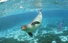 Обама створює найбільший у світі морський заповідник біля Гавайських островів