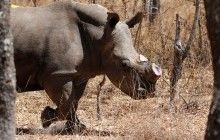 У Зімбабве 700 носорогам видалять роги, щоб вони не вабили браконьєрів