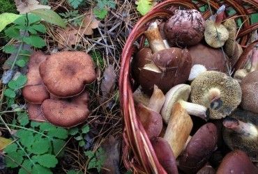 Ядовитые грибы Украины: главные виды, внешние признаки и симптомы отравления