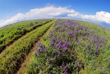 Стало известно, сколько гектаров заповедников находятся под угрозой уничтожения из-за войны
