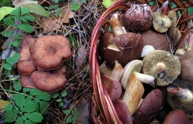 Отруйні гриби України: головні види, зовнішні ознаки та симптоми отруєння