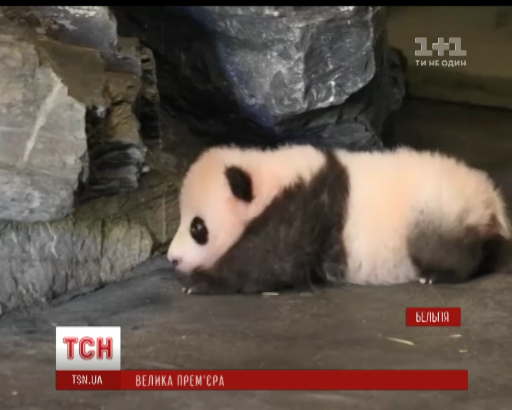 17_panda.mp4 / 17_panda.mp4 /