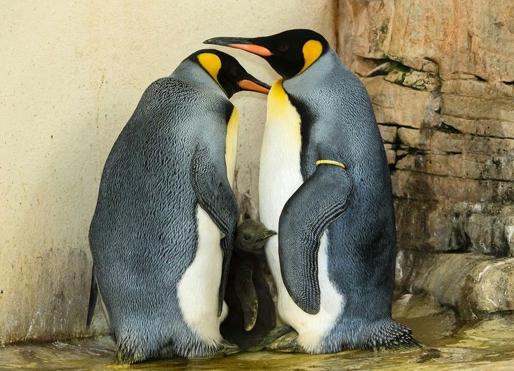 Семья королевских пингвинов в венском зоопарке / Фото zoovienna.at Семья королевских пингвинов в венском зоопарке / Фото zoovienna.at