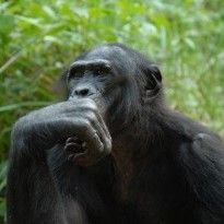 Ученые заподозрили, что шимпанзе верят в Бога