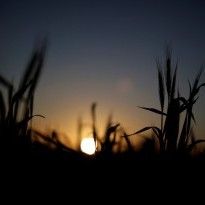 Ukraine’s agri exports to EU increase by over 30%