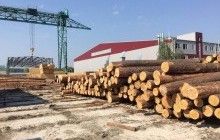 Expert warns EU may sue Ukraine for ban on timber exports