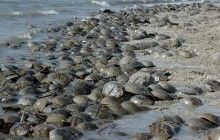 В Японії вимирають мечохвости