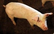 После вспышки АЧС Хмельницкая ОГА признала работу начальника областного управления Госпродпотребслужбы неудовлетворительной