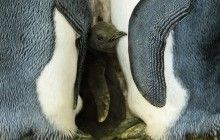 Вчені заявили про скорочення майже на 90% найбільшої колонії королівських пінгвінів