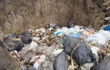 На Киевщине на мясоперерабатывающем предприятии обнаружили опасный могильник животных (фото)