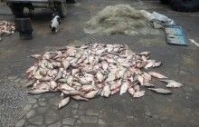 В Одесской области пограничники задержали браконьеров с полтонной рыбы