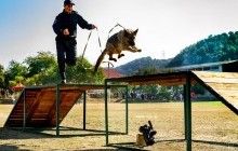 У Мукачеві стартував перший всеукраїнський чемпіонат Нацполіції з багатоборства кінологів (фоторепортаж)