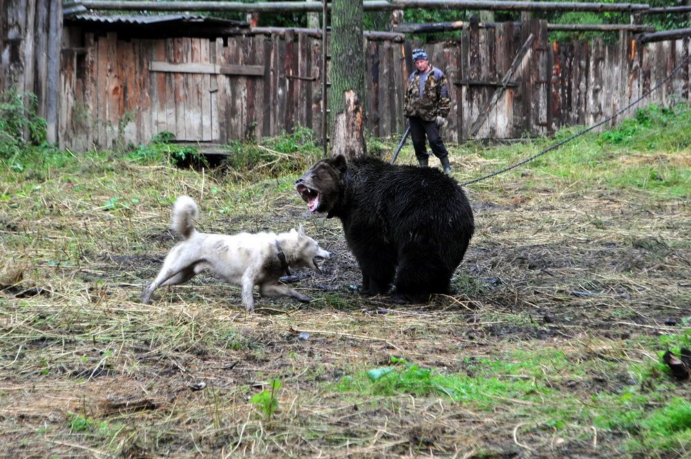 ВР хоче заборонити використання ведмедів для притравки собак