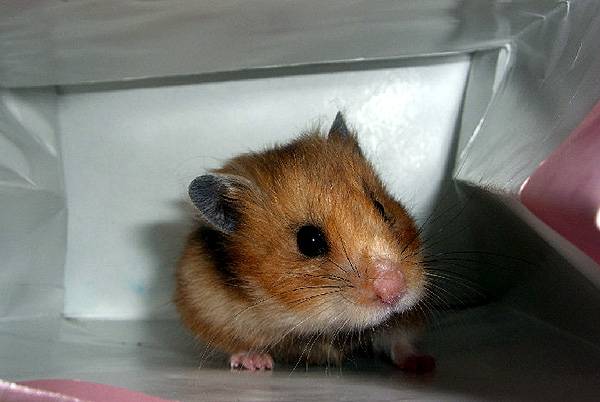 / zooclub.ru / zooclub.ru