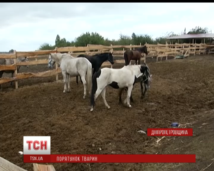 На Днепропетровщине волонтеры пытаются достроить приют для лошадей до наступления холодов / На Днепропетровщине волонтеры пытаются достроить приют для лошадей до наступления холодов /