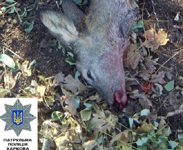 На місце викликана слідчо-оперативна група, повідомили в патрульній поліції / Патрульна поліція Харкова На місце викликана слідчо-оперативна група, повідомили в патрульній поліції / Патрульна поліція Харкова