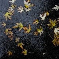 Осень в Киеве была почти на 1,5 градуса теплее нормы