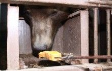 У зоопарку під Києвом ледь не помер ведмідь, якого відвідувачі нагодували своєю їжею