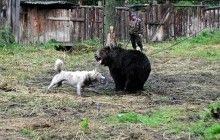 ВР хочет запретить использование медведей и волков для притравки охотничьих собак