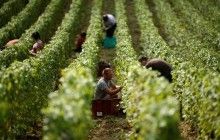 Минагропрод прогнозирует увеличение урожая винограда на 20-30%