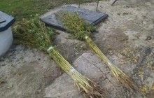 У жителя Днепра правоохранители изъяли коноплю и оружие (фото)