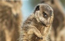 Визначені фіналісти міжнародного конкурсу на найкумеднішу фотографію дикої природи (галерея)
