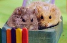 В Минске школьник купил друзьям хомячков на похищенные у отца деньги