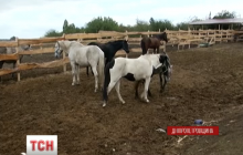 На Дніпропетровщині волонтери намагаються добудувати притулок для коней до настання холодів (відео)