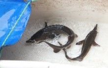 На Буковине создадут центр по воспроизводству аборигенных видов рыб