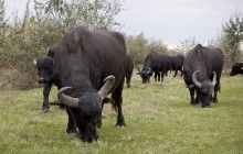 Операція "Буффало" проходить успішно: журналістам показали, як буйволи обживаються на Одещині (фото, відео)