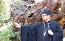 В Хевроне спасают Мамрийский дуб, где Аврааму явилась Святая Троица