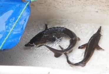 На Буковині створять центр з відтворення аборигенних видів риб