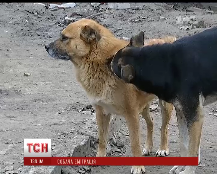 Днепровские волонтеры нашли новый дом за рубежом тысячам искалеченных собак / Днепровские волонтеры нашли новый дом за рубежом тысячам искалеченных собак /