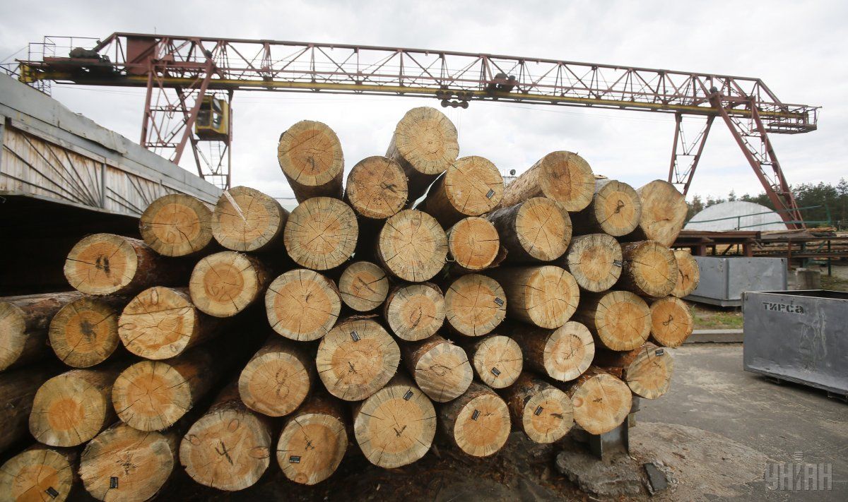 Когда в 2015 году ввели мораторий на экспорт леса-кругляка, то запретили вывоз всех сортов древесины, кроме сосны / Фото УНИАН
