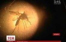 Оружие нового поколения: биологи учатся убивать страхом (видео)