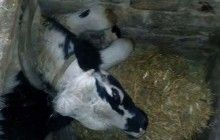 На Тернопільщині працівники ДСНС врятували бика, який провалився у погріб