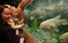 Білок акваріумної рибки здатний відновлювати пошкоджений хребет - дослідження
