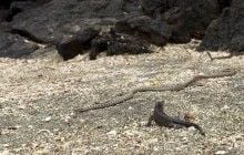 Кадри епічної втечі ігуани від десятків величезних змій стали інтернет-хітом (відео)