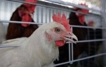 Reuters: Ukraine halts Austria poultry imports over avian flu