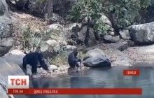 В сети появилось удивительное видео о шимпанзе-рыбаках (видео)