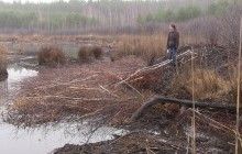 В Национальном природном парке на Харьковщине пересчитают бобров