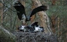 У Київській області почали створювати охоронні зони навколо гнізд червонокнижних птахів