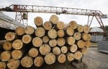 Садовый рассказал, как на таможне дрова превращаются в кругляк