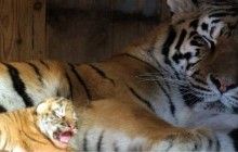 В Николаевском зоопарке родилось сразу пятеро тигрят