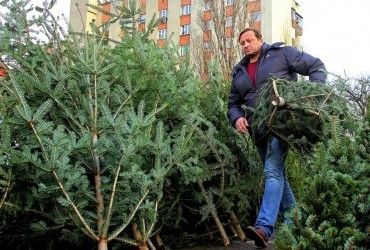 Із 5 грудня у Києві запрацюють офіційні ялинкові ярмарки