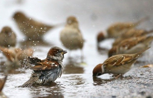 Чистый четверг 2019: дата, приметы и традиции